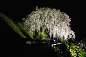 2014年四美・岩太郎のしだれ桜