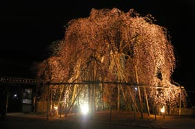 2014年永養寺のしだれ桜