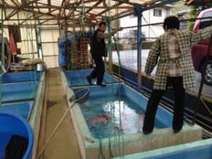 細江養鯉場