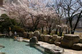 桜の時期の野天風呂