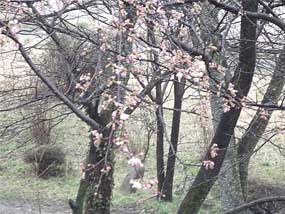 4月1日大浴場横の桜アップ