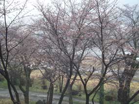 4月1日大浴場横の桜