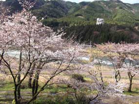 2015．4．4大浴場前の桜
