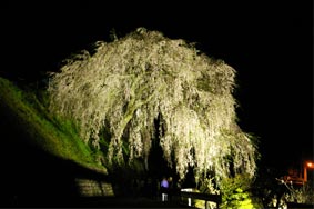 四美岩太郎の桜ブログ用