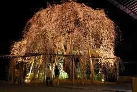 永養寺の桜ブログ用