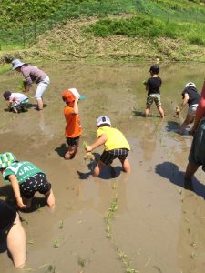 みんなで田植え